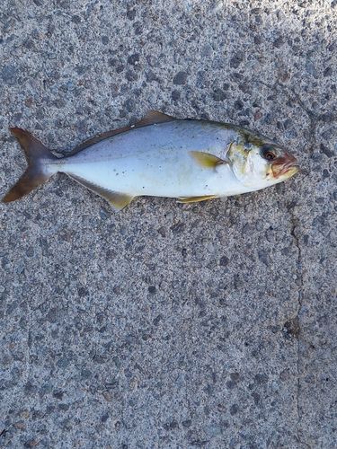 アカビラの釣果
