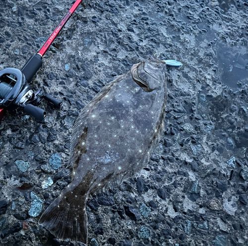 ヒラメの釣果