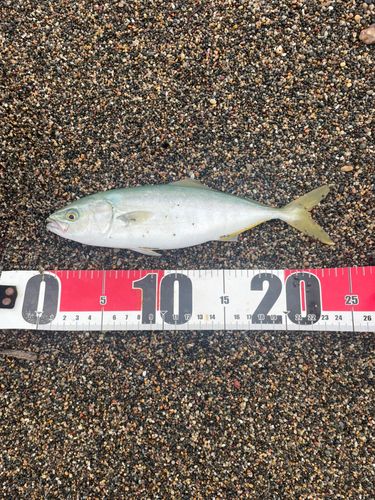 ワカシの釣果