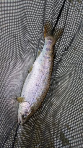 トラウトの釣果