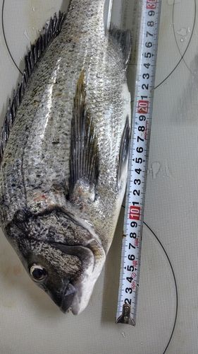 クロダイの釣果