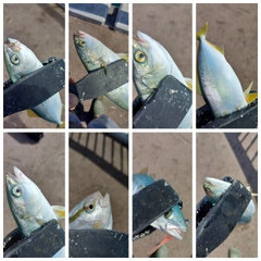 ツバスの釣果