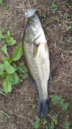 ラージマウスバスの釣果