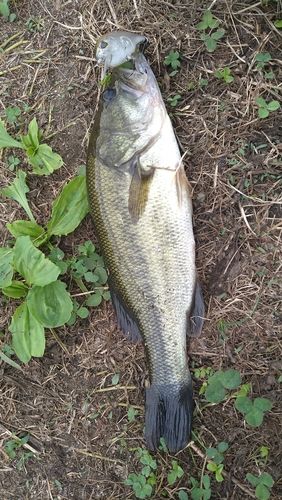 ラージマウスバスの釣果