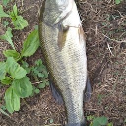 ラージマウスバス