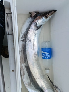 タチウオの釣果