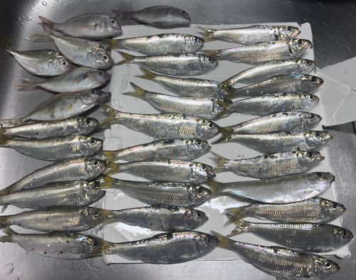 サッパの釣果