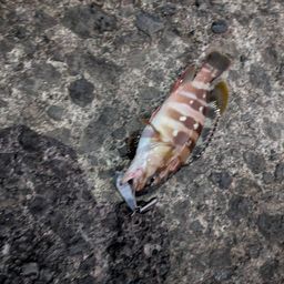 オオモンハタ