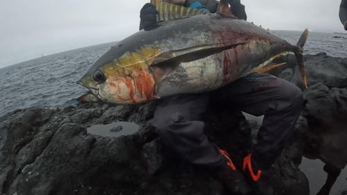 キハダマグロの釣果
