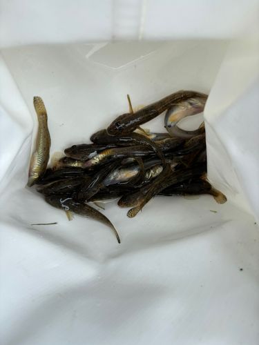 マハゼの釣果