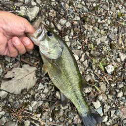 ラージマウスバス