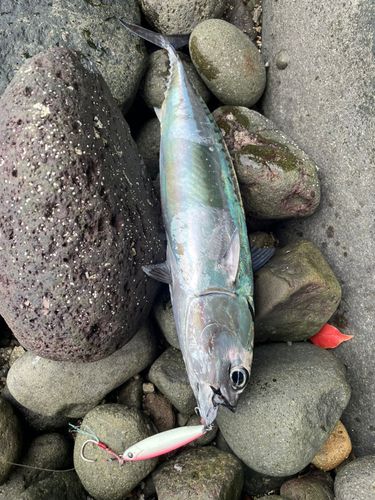 マルソウダの釣果