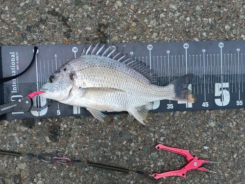 キビレの釣果
