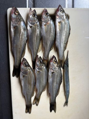 セイゴ（マルスズキ）の釣果