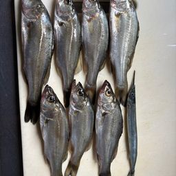 セイゴ（マルスズキ）