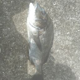 チヌ
