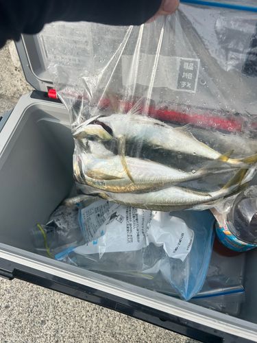 マアジの釣果