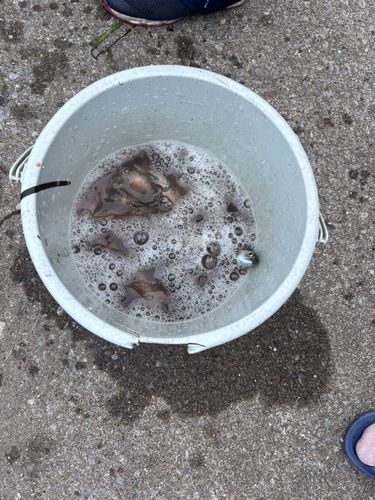 ウルメイワシの釣果
