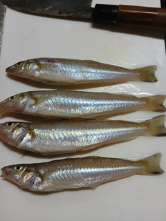 シロギスの釣果