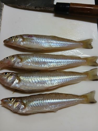 シロギスの釣果