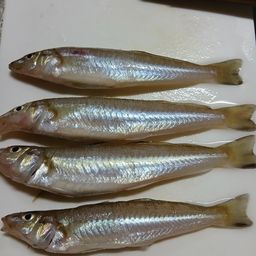 シロギス