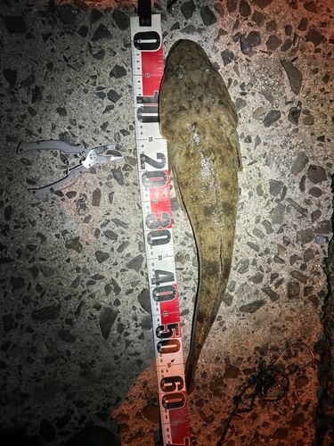 マゴチの釣果