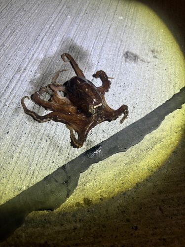 イイダコの釣果