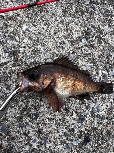 アカメバルの釣果