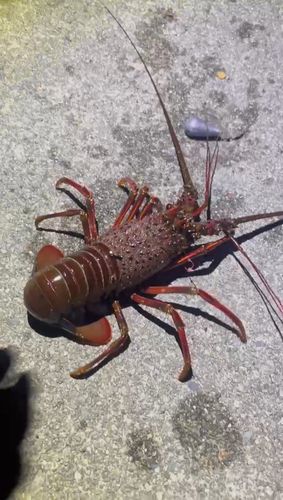 イセエビの釣果