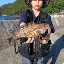 オオモンハタ