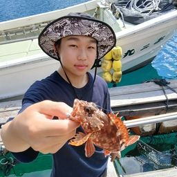 カサゴ