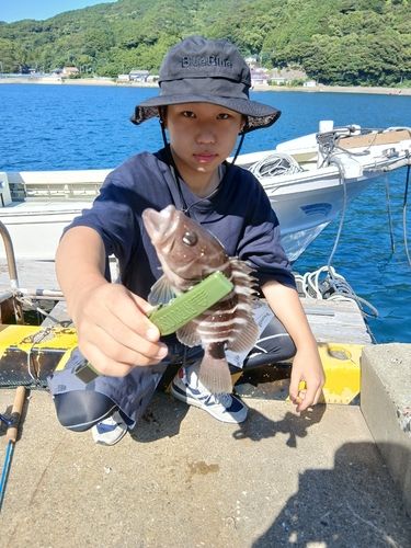 アオハタの釣果