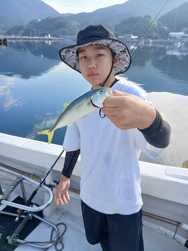 ワカシの釣果