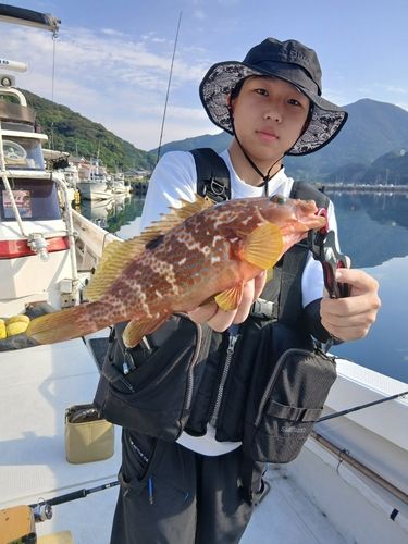 キジハタの釣果
