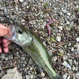 ラージマウスバス