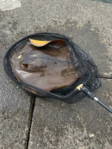 エイ