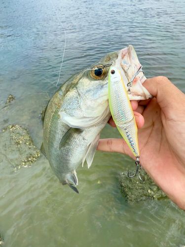 セイゴ（マルスズキ）の釣果
