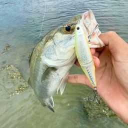 セイゴ（マルスズキ）