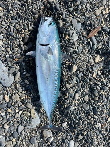 ソウダガツオの釣果