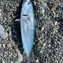 ソウダガツオ