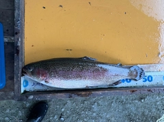 トラウトの釣果