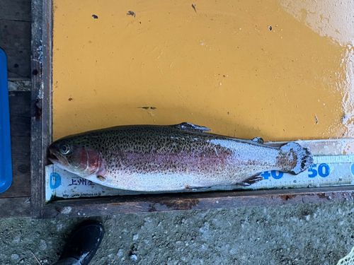 トラウトの釣果