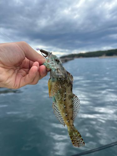 アナハゼの釣果