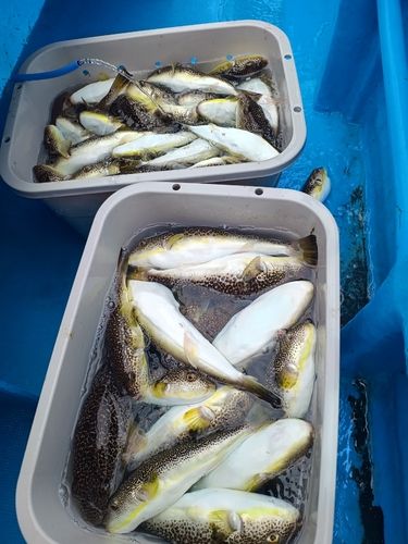 ショウサイフグの釣果