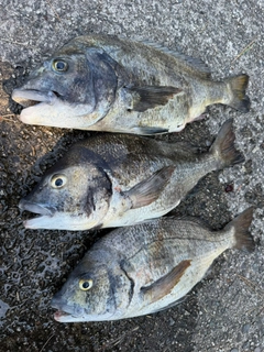 チヌの釣果
