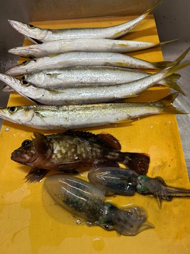 イカの釣果