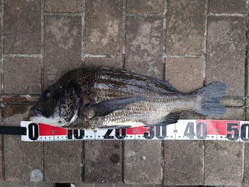 チヌの釣果