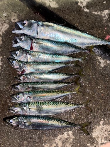 サバの釣果