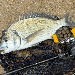 ミナミクロダイ