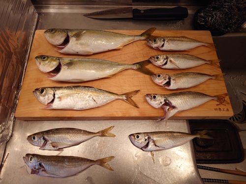 ワカシの釣果